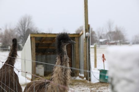Two emus stand in the snowy Pol family farm animal pasture. (National Geographic)