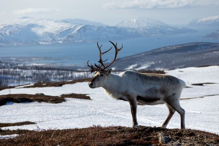 A reindeer with a beautiful landscape view in the background. (National Geographic for Disney/Holly Harrison)