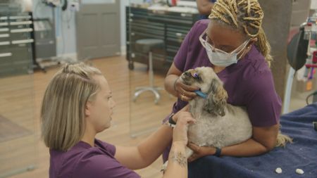 Senior vet tech, Andrea Wallace, helps vet tech, Jordan Howell, draw blood from Archie, the dog. (National Geographic for Disney)