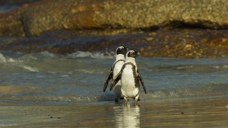 Two African penguins on the beach in South Africa. (National Geographic)