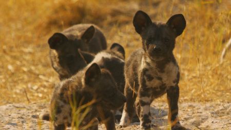 African wild dog puppies stand together in Botswana. (Getty Images)