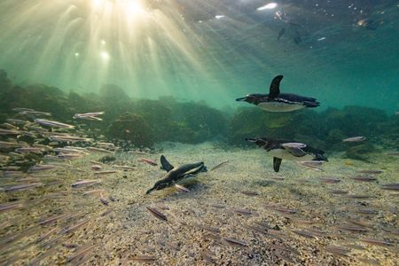 Galapagos penguins hunting black striped salema fish in the water off the coast of Galapagos Islands. (National Geographic/Bertie Gregory)