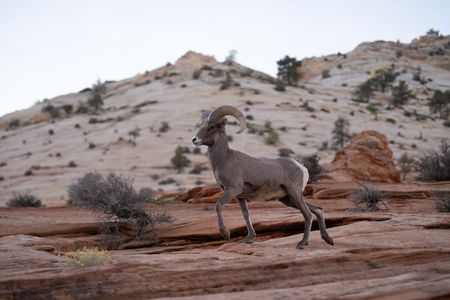 A bighorn ram traverses across red sandstone in search of food to eat.  (National Geographic/Jake Hewitt)