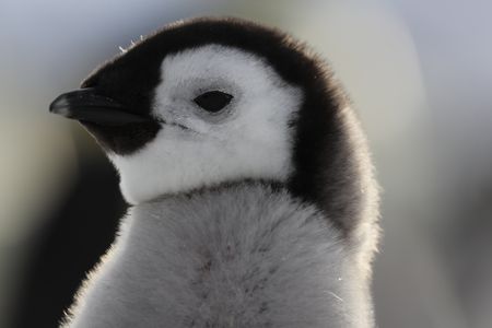 An Emperor chick. (credit: National Geographic/Alex Ponniah)