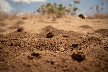 A globe mallow bee flies back to her chimney in between foraging trips. (National Geographic/Jeff Reed)