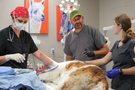 Drs. Erin and Ben Schroeder and vet tech Laurel Driver work to treat Nellie the St. Bernard for her swollen tongue. (National Geographic)