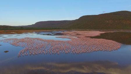 Areal shot of Flamingos in lake. (Getty Images)