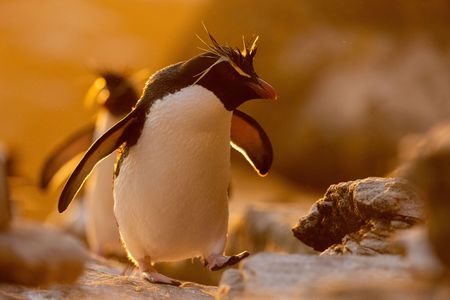 A Southern rockhopper penguin in the evening light. (National Geographic for Disney/Robin Hoskyns)