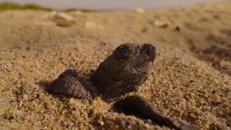 An Olive Ridley turtle hatchling digs its way out of its underground nest. (National Geographic/Adam Clarke)