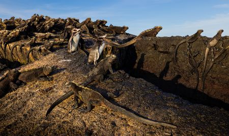 A small group of adult Galapagos penguins sharing a rock with a large group of Galapagos Marine iguanas in the golden light.  (credit: National Geographic/Bertie Gregory)