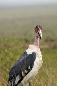 A marabou stork keeps an eye out for potential food. (National Geographic for Disney/Sally Thomson)