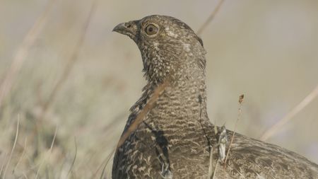 A Sooty grouse searches for food on Hurricane Ridge. (credit: National Geographic/Alex Cooke)