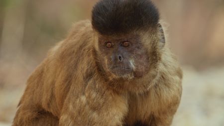 A capuchin looks off into the distance in Brazil. (BBC Motion Gallery - BBC Natural History/Getty Images)