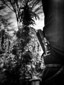 A narco stands gaurd with a pistol in his pocket near a marijuana plant. (Nick Quested)