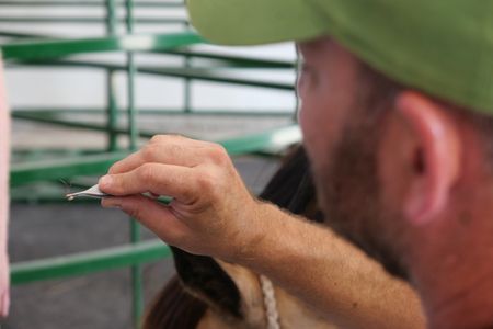 Dr. Ben Schroeder looks at the tick he removed from Cash the horse's ear using his tweezers. (National Geographic)