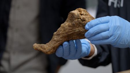 HSI agents inspect a real human foot found by CBP officers in the mail facility in Philadelphia, Pa. (National Geographic)