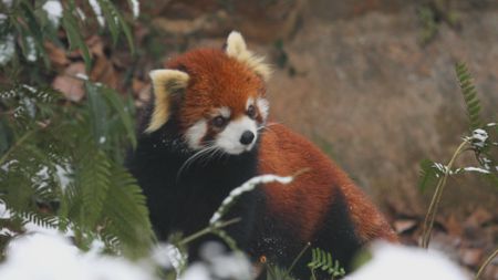 A red panda pauses while it walks around in the snow in China. (Getty Images)