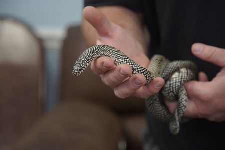 A speckled king snake with the Southeastern Reptile Rescue is at Critter Fixer to get a health certificate. (National Geographic for Disney/Sean Grevencamp)