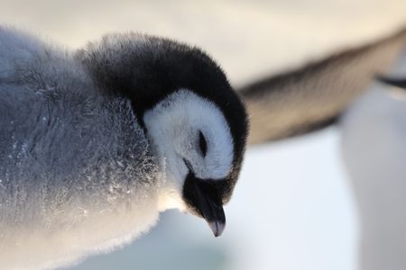 An Emperor chick up close. (credit: National Geographic/Alex Ponniah)