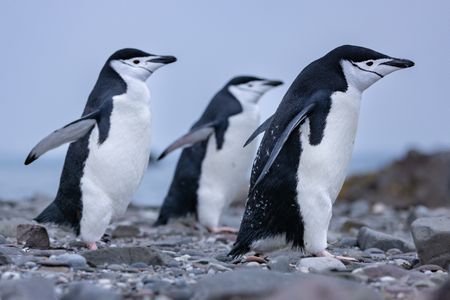 A small group of Chinstrap penguins.  (credit: National Geographic/Bertie Gregory)