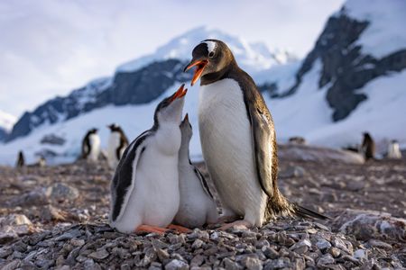 An adult Gentoo penguin standing on its nest with its two young chicks is hassled by its chicks for food.  (credit: National Geographic/Bertie Gregory)