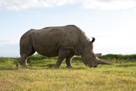 A rhino eating grass at the Ol Pejeta Conservancy, Kenya. (Big Wave Productions)