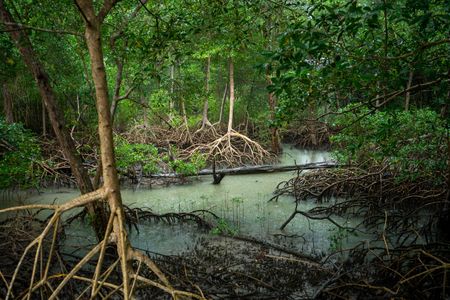 A mangrove forest at the mouth of the Amazon River. (credit: National Geographic/Pablo Albarenga)