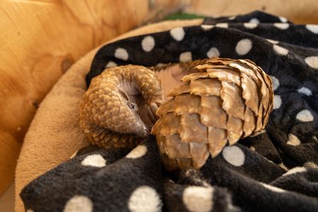 Archie the baby pangolin in his bed. (National Geographic/Cherique Pohl)