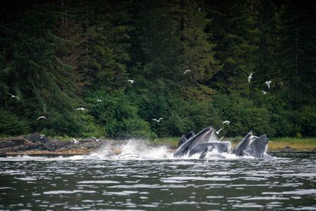 Humpback whales lunge from the water, feeding on herring. (National Geographic for Disney/Katie Vickers)
