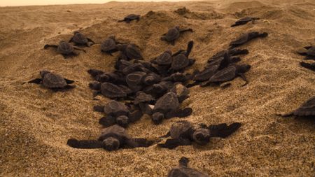 Olive Ridley turtle hatchlings emerging into the sunlight. Each underground nest can contain up to 130 turtles. (National Geographic/Adam Clarke)