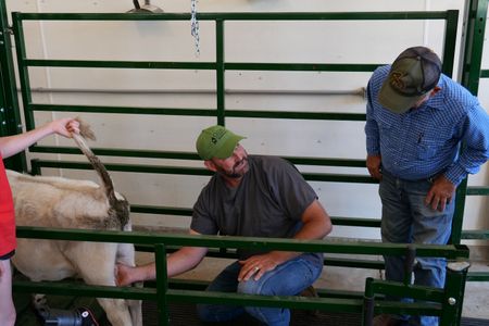 Owner Dale Smith's granddaughter Bre Millard (not shown) holds the steer's tail up while Dr. Ben Schroeder talks to Dale about what might be wrong with the steer. (National Geographic)