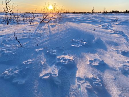 Wolf paw prints spread out across the snow in the evening light. (National Geographic for Disney/Duncan Chard)