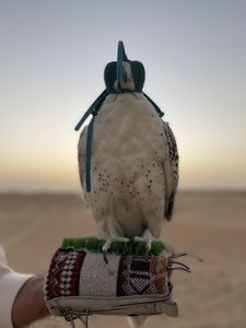 A man holds his falcon on his gloved hand. (National Geographic)