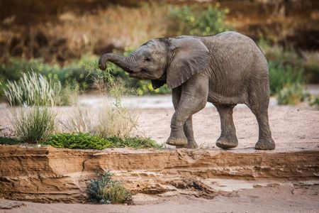As the baby calf grows and develops, she attempts to rip out plants to eat for herself. (National Geographic for Disney/Robbie Labanowski)