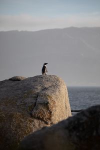 A singular adult African penguin stands on top of a large boulder on a beach in Simon's Town.(credit: National Geographic/Rob Slater)