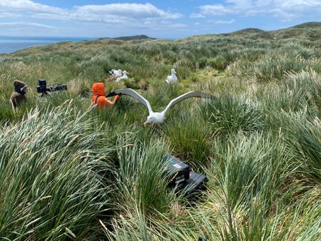 DOP Simon Niblett and Assistant Producer Imogen Prince next to a few wandering albatross. (National Geographic for Disney/Sam Meyrick)