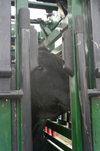 The bull looks out of the chute as his foot is being treated. (National Geographic)