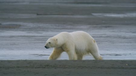 A polar bear is spotted walking across land on Svalbard. (National Geographic)