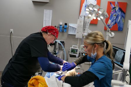Dr. Erin Schroeder and Vet Tech Val Sovereign prepare Tufi the cat for the operation to remove the lump on her nose. (National Geographic)