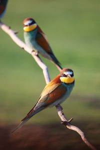 Bee-eaters perched on a branch. (National Geographic for Disney/Alex Minton)
