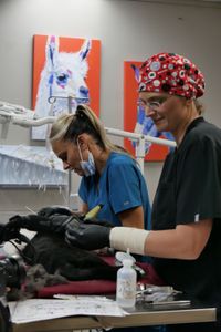 Vet tech Val Sovereign cleans out Roger the cat's ears as Dr. Erin Schroeder brushes his matted fur. (National Geographic)