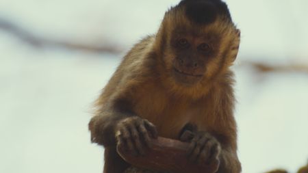 A capuchin holds onto the husk of a nut in Brazil. (BBC Motion Gallery - BBC Natural History/BBC Motion Gallery)