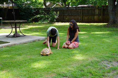 Owners, Rebecca and Chapman Lopez, are thrilled that their tortoise, Taft, is back to himself again after seeing Dr. Hodges a few months ago for constipation and a swollen neck. (National Geographic for Disney/Dairal Wilderness)