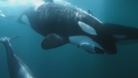 An orca swims along with food in its mouth in Norwegian sea. (Nature Footage Online Gallery/Getty Images)