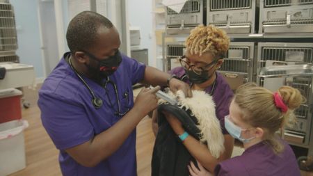 It takes a team of techs to hold on to Casper, the Goldendoodle. (National Geographic for Disney)