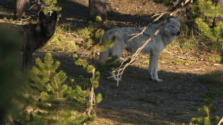 In Yellowstone National Park, "The White Lady" and her new mate stand together. (Landis Wildlife Films/Bob Landis)