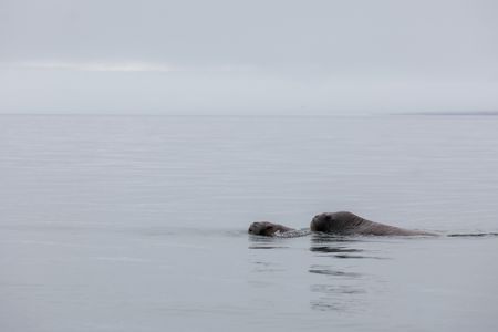 Two walruses swimming together off of Svalbard. (National Geographic/Mario Tadinac)