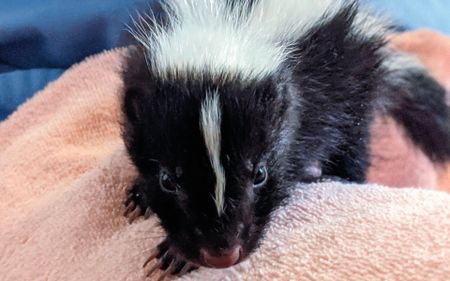 A skunk kit poses for camera. (Staying Wild Productions Inc.)