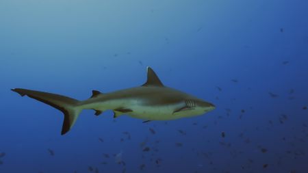 Close up of a shark swimming. (Getty Images)