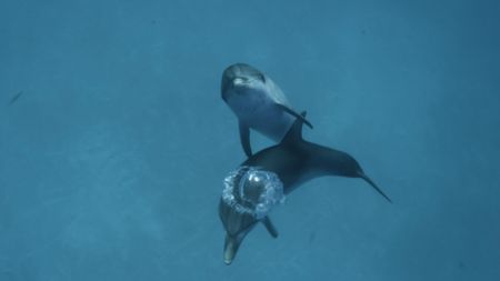 Two spotted dolphins swimming together. (BBC Motion Gallery - BBC Natural History/BBC Motion Gallery)